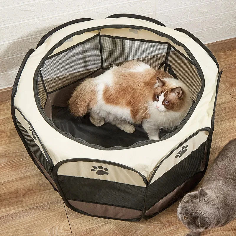 Katzenbaby